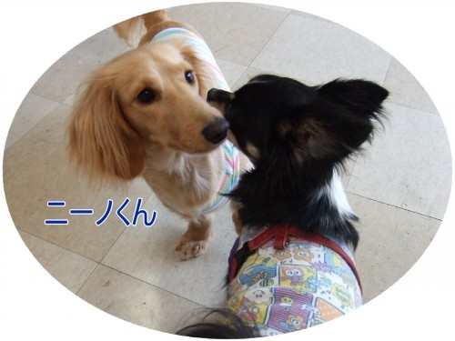 お久しぶり～（U・ω・U）