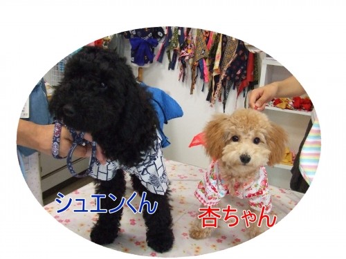 ゆかたデビュー♪　（U・ω・U）