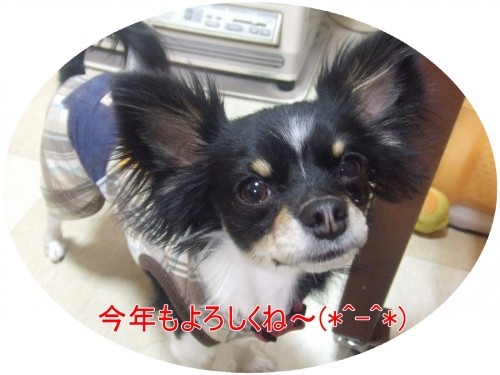 今年もよろしくお願いいたします(U・ω・U)