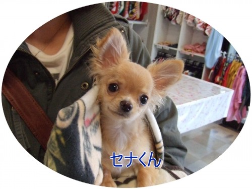 昨日のお客様（U＾エ＾U）