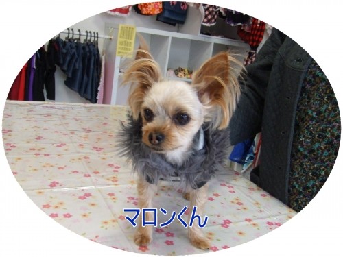 先週のワンちゃん♪
