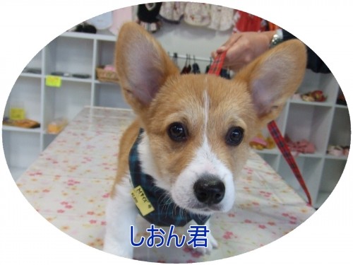 先週のワンちゃんたち（U＾エ＾U）