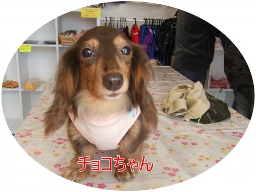 ＮＯ２だワン♪