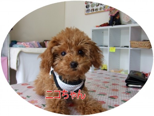 今月のお客様（U＾エ＾U）