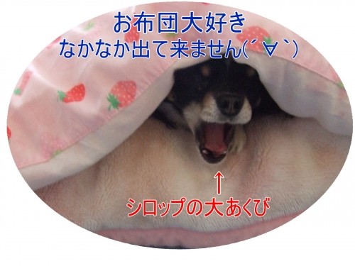 明日23日~25日まで営業します(U・ω・U)