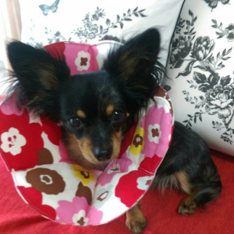 犬　エリザベスカラー　布製　ハンドメイド
