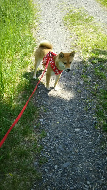 布製ハーネス　柴犬　プードル　マルチーズ