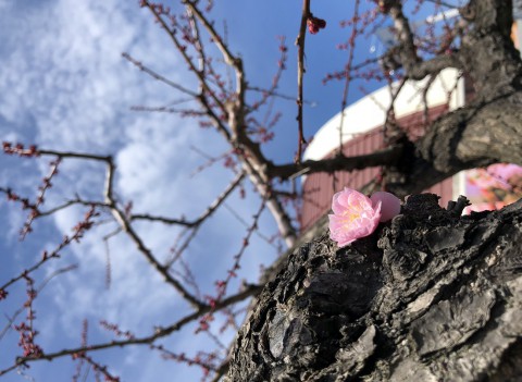 札幌の梅✿