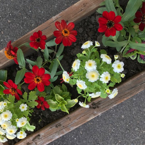 『お花を植える会』今年も始動!!お花も一緒に皆さまをお出迎えします✧*