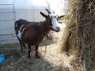 6月28日のホコテンは 「動物ふれあいパーク」♪