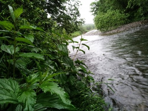 雨の中でも朝フィッシュ!!
