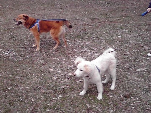 本日２回目の散歩