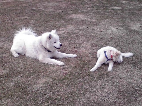 わさお君とモコ