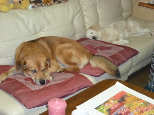 未だ早いです！