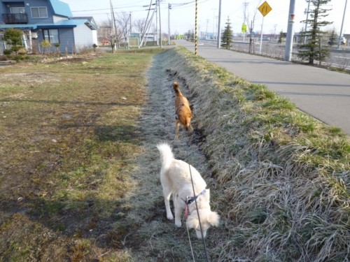 霜が未だ溶けてません！