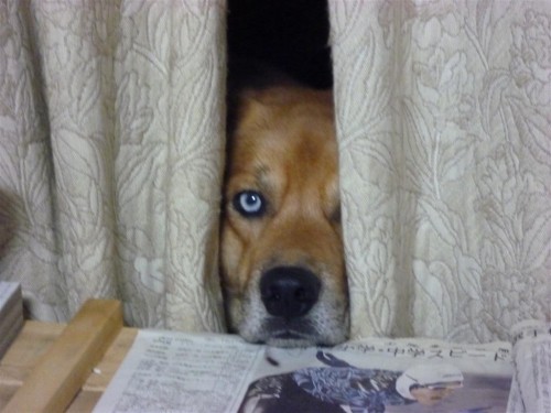 朝霧は晴れる？