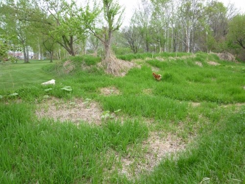 萌芽（ほうが）