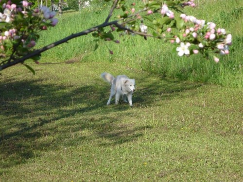 姫リンゴの花が咲いてます