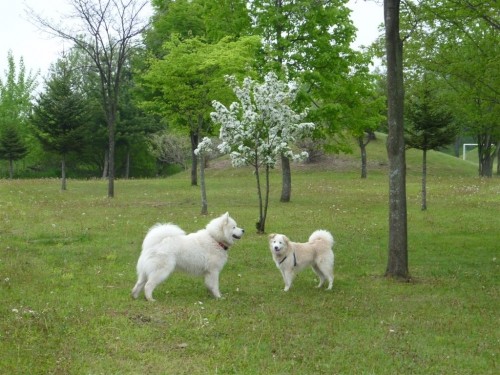 白い花と白いワンコ！