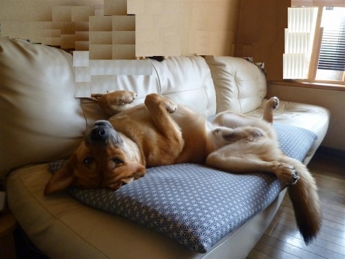 早く散歩に行こうよ～！