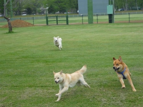 ワンコも運動会！