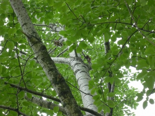 蝦夷リスの夫婦！