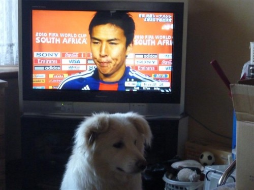 サッカー勝利!ワンコも喜ぶ(^o^)