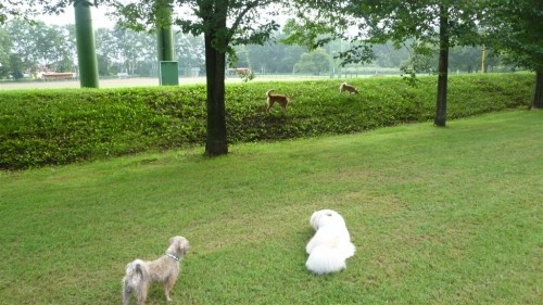 涼しく成って来たね!