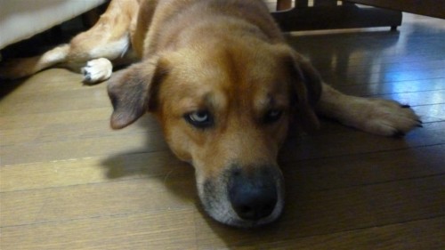 暑く成る前に早く散歩に行こうよ～(~o~)！