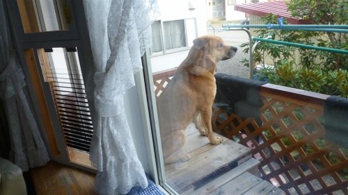 黄昏(たそがれ)犬!