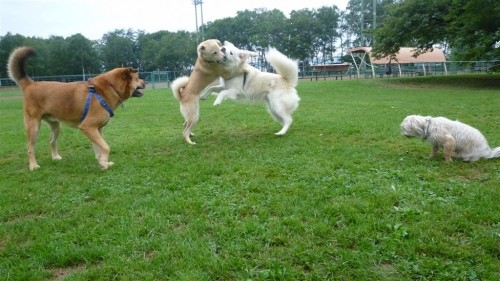 犬相撲！