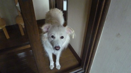ぼく、モコです！