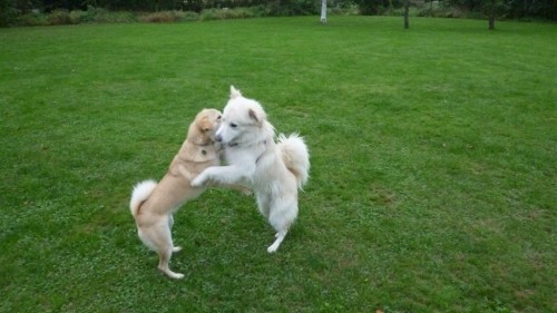 犬の抱擁！