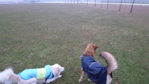 雨降り、暗いよ！