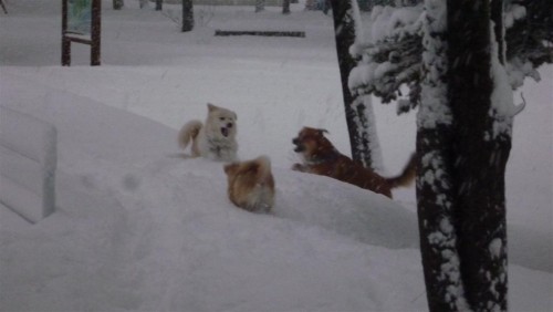 大雪で「うれしい」ワンコ！