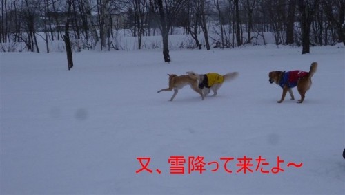 雪が降って来ました、積もるかな～！