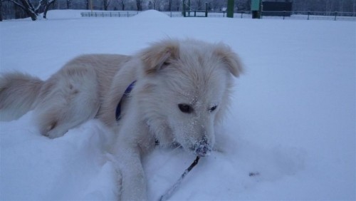 粉雪降った！