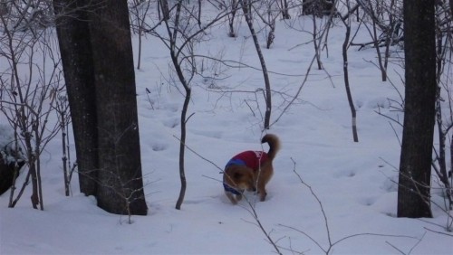 雪降った！