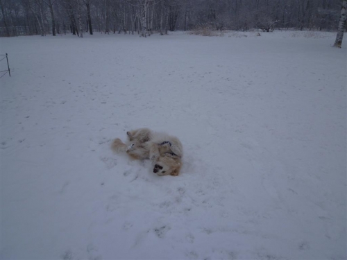 久し振りの雪！