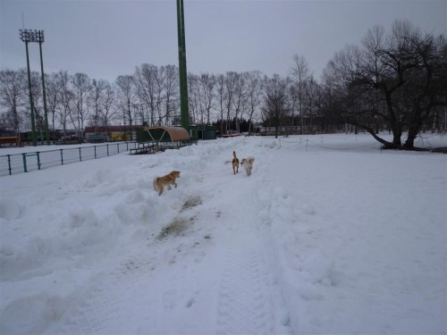 雪割り！
