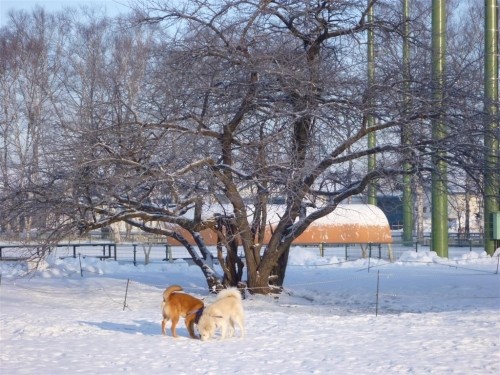 雪降ったね！