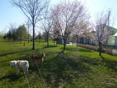 ご近所の桜！