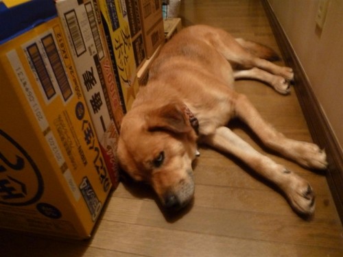 管理犬 もう寝るぞ~!