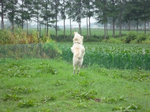 空飛ぶモコ！