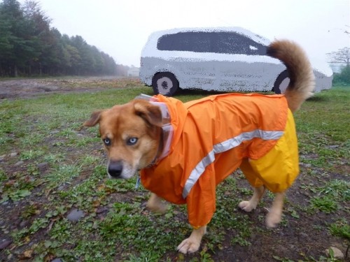 雨降り～！