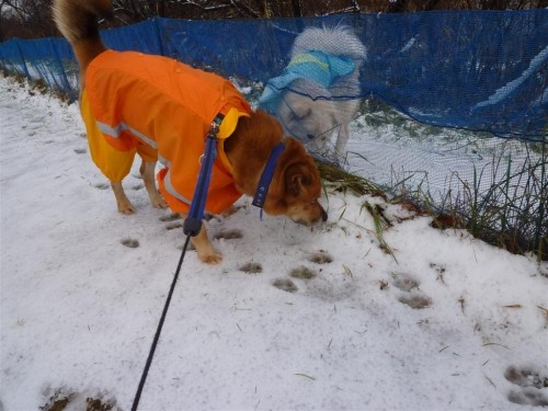 本格的に雪降った～！