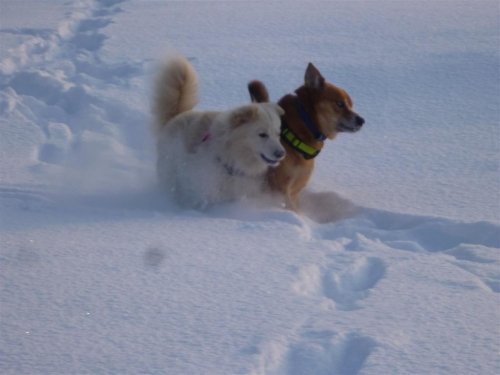 新雪!