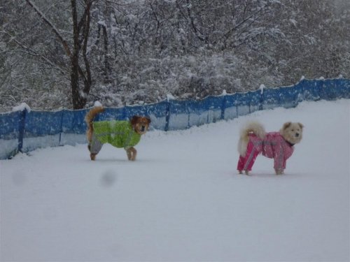 帯広で5月の積雪！