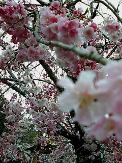 ４月のＣａｍｐａｉｇｎです。