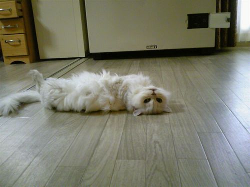 アクリルの新色です！